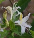Rhododendron occidentale (Western Azalea) has large white flowers.