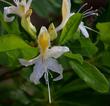 Rhododendron occidentale (Western Azalea) 