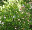 Rhododendron occidentale (Western Azalea) bush