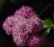 In Santa Margarita Mountain Spiraea flowers in part shade and regular water. Should be drought tolerate at places like Tahoe or Big Bear. - grid24_24