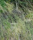 Agrostis thurberiana, a perennial grass that usually grows at middle elevations, in California conifer forests. 