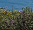 Here is Salvia mellifera repens on a coastal bluff. - grid24_24