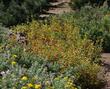 The monkey flower was planted with Stcky Monkey flower on a coastal bluff, no water, in June.