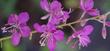 Fireweed is a really beautiful pink.
