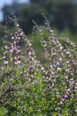 This bush mallow is native to South California and does well in Los Angeles and San Diego.