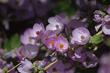 Wow! What a bush mallow!!