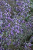 Very large flowers on a relatively small plant. The hybrids of California sages are very tough but showy.