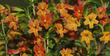 Wonderful color, hummingbirds love it.