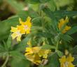 This Monkey flower is about 25 years old and was found along Topanga Canyon Rd in west Los Angeles.