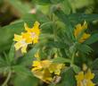 This Monkey flower is about 25 years old and was found along Topanga Canyon Rd in west Los Angeles. - grid24_24