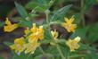 These monkey flowers are growing in part shade under a redbud.