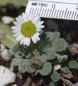 A cute little Chihuahua of a plant. As small as it is, 20 mm, notice there's a fly working the flower.The whole plant is about one inch across. - grid24_24