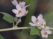 Native plants are sssssssooo pretty. Island Bush Mallow.
