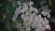 Holodiscus discolor, Cream Bush flower