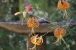Even though these Humboldt Lilies were next to the bird bath, they we far enough away to be dry.
Lilium humboldtii bloomerianum, Humboldt Lily