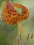 Hummingbirds are attracted to these huge flowers. Lilium humboldtii bloomerianum, Humboldt Lily, the southern form, after the stamens (the brown  things hanging down) shrunk. Growing in dry ground.