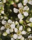 Toyon flowers look like little rose flowers.