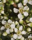 Toyon flowers look like little rose flowers. - grid24_24