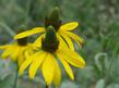 This Rudbeckia californica is under drought stress but still flowering.