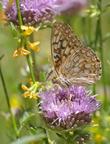 A Callippe Fritillary Butterfly, Speyeria callippe on a Monardella antonina - grid24_24