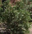 Toyon in flower with no water.