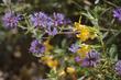 Salvia clevelandii Alpine and Diplacus Agoura seem to be happy together.