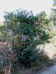 Coffeeberry  along a coastal trail