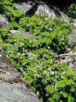 Thimble berry up in Kings Canyon 