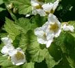 What a nice looking plant. nThimbleberry makes a mini-thicket where there is moisture and cool sun to part-shade.
