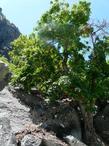 A Mountain maple, Rocky Mountain maple tree in the Southern Sierras. - grid24_24