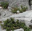 Penstemon newberry