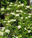 Red  stem dogwood is also known as Cornus sericea subsp. sericea. These plants are in flower in the Sierras
