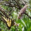 Western Tiger Swallowtail in the Southern Sierras