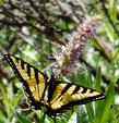 Horse Mint with a Tiger Swallowtail, no horse required - grid24_24