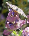 A Chalcedon Checkerspot Butterfly, Euphydryas (Occidryas) chalcedona on Rose Sage, Mountain Desert Sage