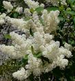 Deer brush flowers