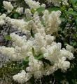 Deer brush flowers - grid24_24