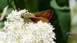 A skipper on Deer Brush, with a friend  in the bottom corner.