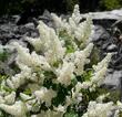 This is one of the wonderful early summer surprises of the Sierras