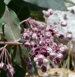 Leaves and flowers are very distinct on Purple Milkweed
