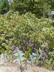 Notice the grassy weeds. We're finding them everywhere, and these are flash fuels. After the fire spreads by the embers landing in the weeds, you get more weeds.