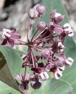 Asclepias cordifolius, Purple Milkweed, flower.