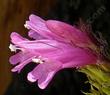 Side view of Penstemon newberryii flowers.