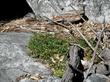 This is what we see commonly in the wild and why we like rocks and mulch combined.