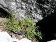 Sorry about the flowers. This picture was taken in July at 6000 ft. in Sierras and the flowers had not come on yet.