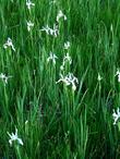 Iris missouriensis, Western Blue Flag, is shown here in the southern Sierra Nevada mountains, California.  - grid24_24