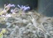 Not the greatest picture, but the hummingbird would not let us get close enough.