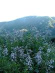 Yerba Santa in the Sierras