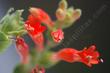 Hard to believe this grows in rocks in the desert mountains.