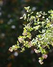 The pink Snowberries of Symphoricarpus mollis.